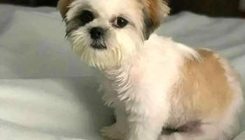 Peluquería y Estética Canina - 11700 Montevideo