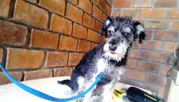 Perruqueria Tití - 15500 Joaquín Suárez