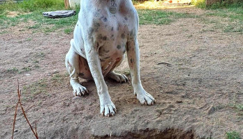 Pg servicios veterinario - 15000 Ciudad De La Costa Pg servicios veterinario - 15000 Ciudad De La Costa