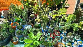 Plantas Moni - 15700 Toledo