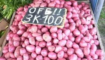 Puesto de frutas y verduras La Familia - 15500