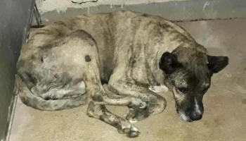 PuntoVet 1 - 50000 Salto