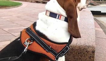 PuntoVet 5 - 11300 Montevideo PuntoVet 5 - 11300 Montevideo