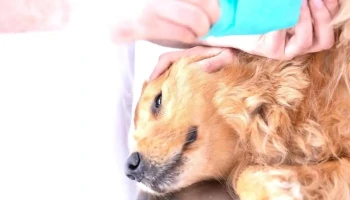 PuntoVet 9 - 90000 Canelones PuntoVet 9 - 90000 Canelones