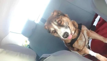 Radiología Veterinaria - 11400 Montevideo