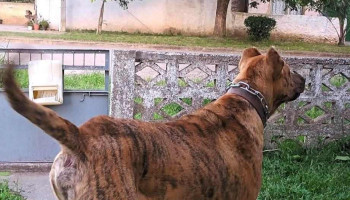 Raíces del Zucará - Atanasio Sierra Raíces del Zucará - Atanasio Sierra