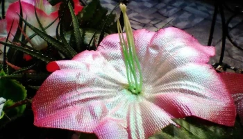 Rd Coiffeur - Raquel Dufrechou - 11800 Montevideo