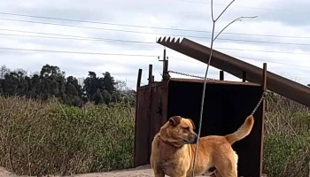 Refugio Canino - C. Dr. Horacio Vachelli Refugio Canino - C. Dr. Horacio Vachelli