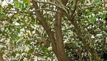 Salhon De La Costa - 15000 Ciudad De La Costa