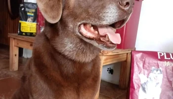 Service Pets - 20000 Maldonado Service Pets - 20000 Maldonado