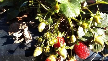 Sfr San Bautista - 91200 San Bautista Sfr San Bautista - 91200 San Bautista