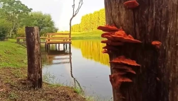 Sitio Life Camping - Rivera