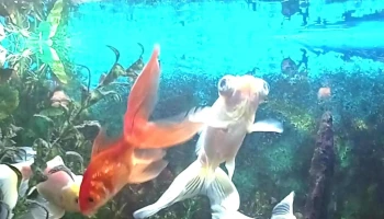 Te Necesito - San Carlos Te Necesito - San Carlos