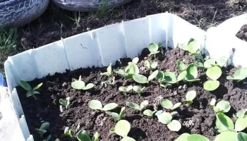 Tranqui panchi - Lascano Tranqui panchi - Lascano