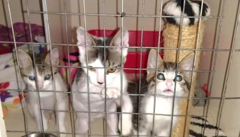 Trevet servicios veterinarios - 11700 Montevideo Trevet servicios veterinarios - 11700 Montevideo