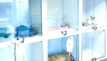 Vea (Veterinarios en Acción) / Urgencias - 11600 Montevideo Vea (Veterinarios en Acción) / Urgencias - 11600 Montevideo