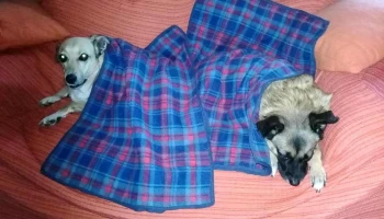 Veterinaria 8 de Octubre - Av. 8 De Octubre & Vera Veterinaria 8 de Octubre - Av. 8 De Octubre & Vera