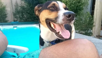 Veterinaria Appaloosa - 11600 Montevideo Veterinaria Appaloosa - 11600 Montevideo