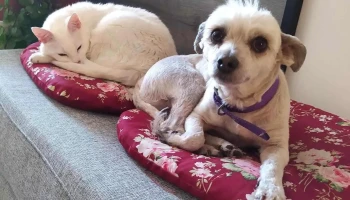 Veterinaria Avenida - 94000 Florida