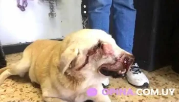 Veterinaria Azul Sucursal Sayago - 12900 Montevideo