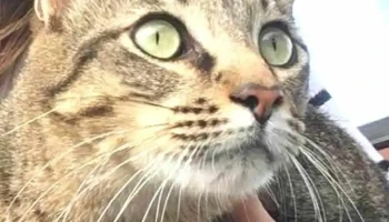 Veterinaria Biarritz - 11300 Montevideo Veterinaria Biarritz - 11300 Montevideo