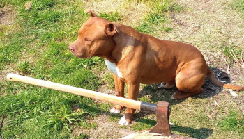 Veterinaria Buena Pata - 12900 Montevideo Veterinaria Buena Pata - 12900 Montevideo