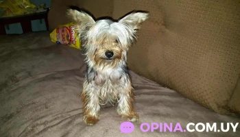 Veterinaria Calle 7 - Departamento De Maldonado