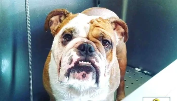 Veterinaria Cavia - Av. Brasil