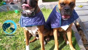 Veterinaria Clinican - 11600 Montevideo Veterinaria Clinican - 11600 Montevideo