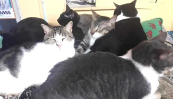 Veterinaria Corazon Azul - 11600 Montevideo Veterinaria Corazon Azul - 11600 Montevideo