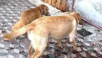 Veterinaria De Boni - 11100 Montevideo