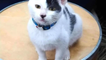 Veterinaria De la Plaza - Departamento De Montevideo