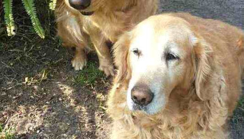 Veterinaria Dr. Vet - 11800 Montevideo