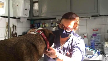 Veterinaria Dra. Sofia Calo - Homeopatía y Acupuntura animal - 12800 Montevideo