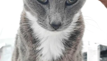 Veterinaria El Churrinche - 20200 Piriápolis