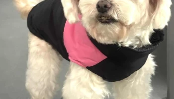 Veterinaria El Estribo - 11400 Montevideo