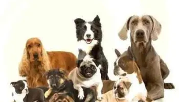 Veterinaria El Hipocampo - 12000 Montevideo Veterinaria El Hipocampo - 12000 Montevideo