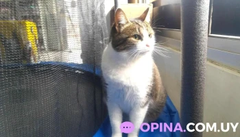 Veterinaria El Molino - 90200 Las Piedras Veterinaria El Molino - 90200 Las Piedras