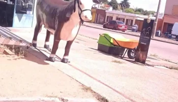 Veterinaria El Palenque - 20400 San Carlos Veterinaria El Palenque - 20400 San Carlos