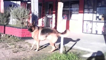 Veterinaria El Relincho - 15200 City Golf