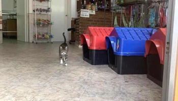 Veterinaria El Zorzal - 40000 Rivera Veterinaria El Zorzal - 40000 Rivera