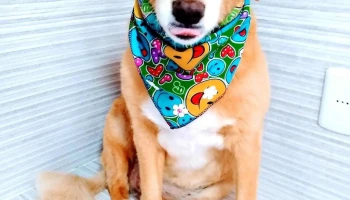 Veterinaria Fauna Urbana - 40000 Rivera Veterinaria Fauna Urbana - 40000 Rivera