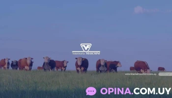 Veterinaria Fraschini - 60000 Paysandú Veterinaria Fraschini - 60000 Paysandú