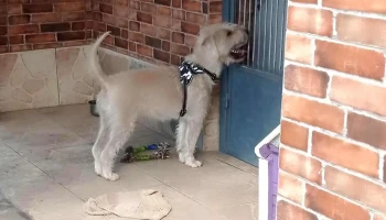 Veterinaria Fraschini - Gral. Artigas Veterinaria Fraschini - Gral. Artigas