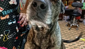 Veterinaria Friends - 12200 Montevideo Veterinaria Friends - 12200 Montevideo