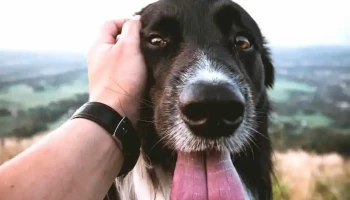 veterinaria Huellas - 15500 Barros Blancos veterinaria Huellas - 15500 Barros Blancos