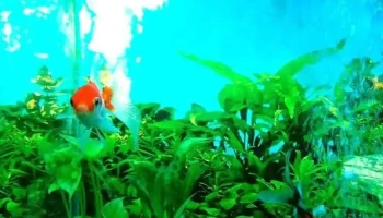 Veterinaria La Carolina - 20400 San Carlos Veterinaria La Carolina - 20400 San Carlos