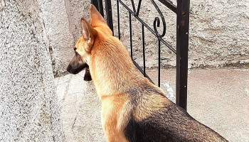 Veterinaria La Cimarrona - 12800 Montevideo