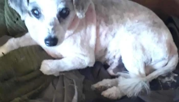 Veterinaria La Colonial - 70000 Col. Del Sacramento Veterinaria La Colonial - 70000 Col. Del Sacramento