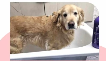 Veterinaria La Comercial - 11200 Montevideo Veterinaria La Comercial - 11200 Montevideo